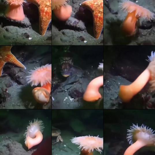 A sea anemone detects a nearby predator