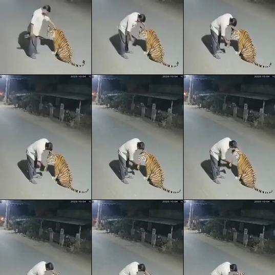 A drunk man stumbles upon a tiger in