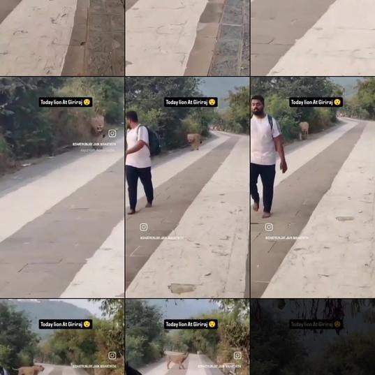 A lion prowls behind visitors on the